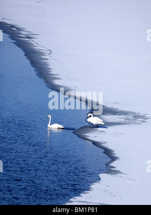 Whooper swan ( Cygnus Cygnus ) coppia a inizio primavera su un cerotto di aprire l'acqua , Finlandia Foto Stock