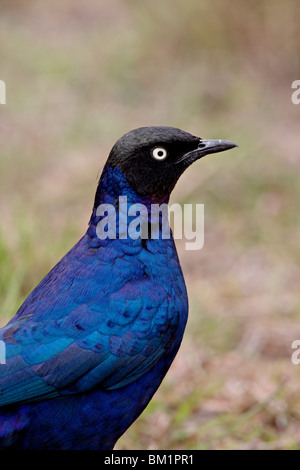 Ruppell long-tailed starling (Lamprotornis purpuropterus), il Masai Mara riserva nazionale, Kenya, Africa orientale, Africa Foto Stock