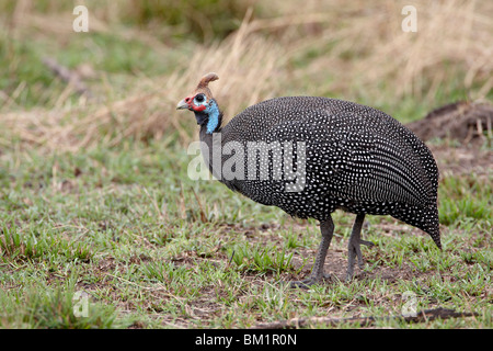 Helmeted faraone (Numida meleagris), il Masai Mara riserva nazionale, Kenya, Africa orientale, Africa Foto Stock