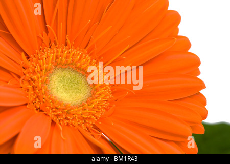 Close up di orange gerbera Foto Stock
