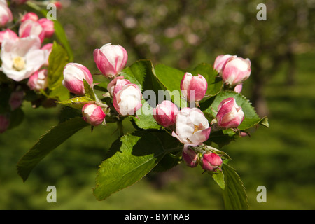 Regno Unito, Inghilterra, Herefordshire, Putley Dragon Orchard, sidro di mela albero in fiore bud Foto Stock