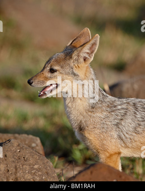 Nero-backed jackal (argento-backed jackal) (Canis mesomelas) pup, Masai Mara riserva nazionale, Kenya, Africa orientale, Africa Foto Stock