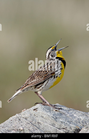 Western meadowlark (Sturnella neglecta) chiamando, Antelope Island State Park, Utah, Stati Uniti d'America, America del Nord Foto Stock