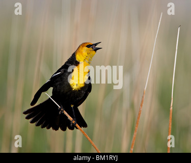 Maschio giallo capo-merlo (Xanthocephalus xanthocephalus), Bear fiume uccello migratore rifugio, Utah, Stati Uniti d'America Foto Stock