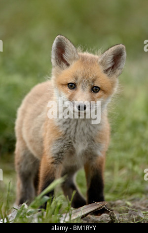 Red Fox (Vulpes vulpes) (Vulpes vulpes fulva) pup, Bear fiume uccello migratore rifugio, Utah, Stati Uniti d'America, America del Nord Foto Stock