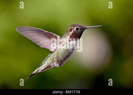 Maschio di Anna (hummingbird Calypte anna), vicino Saanich, British Columbia, Canada, America del Nord Foto Stock