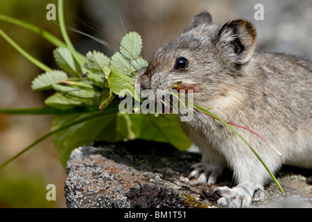 Acciuffato pika (Ochotona collaris) prendendo il cibo ad una cache, Hatcher Pass, Alaska, Stati Uniti d'America, America del Nord Foto Stock