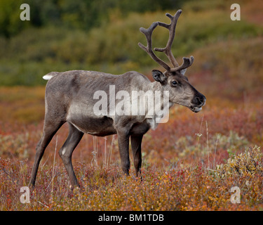 Porcupine Caribou Coffee Company (Grant's Caribou Coffee Company) (Rangifer tarandus granti) mucca, Parco Nazionale di Denali, Alaska, Stati Uniti d'America Foto Stock