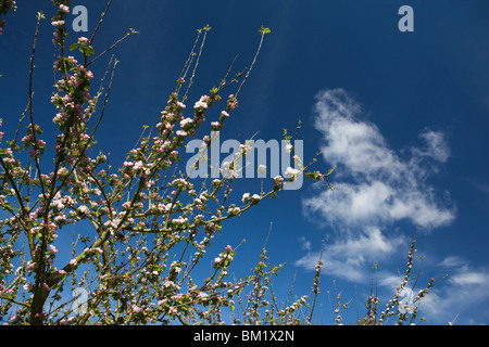 Regno Unito, Inghilterra, Herefordshire, Putley Dragon Orchard, sidro di mela a rami di alberi in fiore nel maggio contro il cielo blu Foto Stock