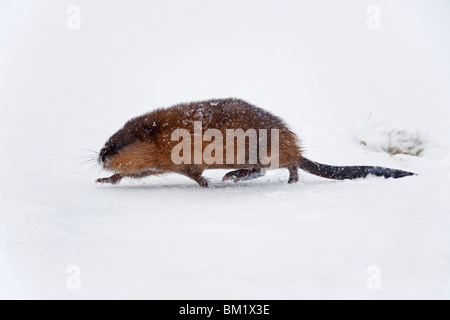 Topo muschiato (Ondatra zibethicus) in esecuzione nella neve in inverno Foto Stock