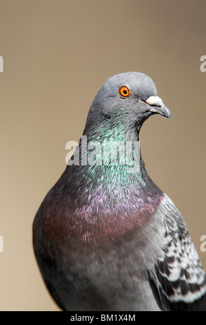 Rock ritratto di piccione Foto Stock