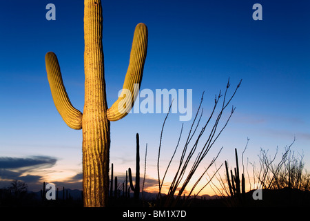 Cactus Saguaro in Tucson Mountain Park, Tucson, Arizona, Stati Uniti d'America, America del Nord Foto Stock