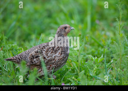 La Starna (Perdix perdix) femmina in campo, Germania Foto Stock