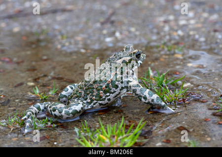 Rospo smeraldino (Bufo viridis / Pseudepidalea virdis) strisciando per terra, Austria Foto Stock