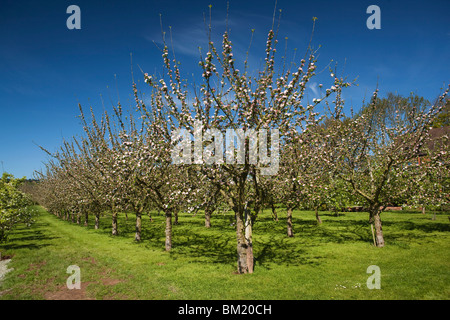 Regno Unito, Inghilterra, Herefordshire, Putley Dragon Orchard, sidro meli in fiore di maggio Foto Stock