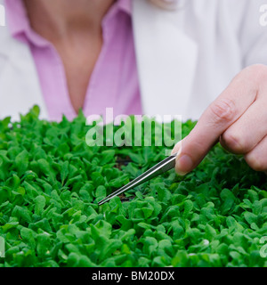 Donna scienziato ricerca su impianti in un laboratorio Foto Stock