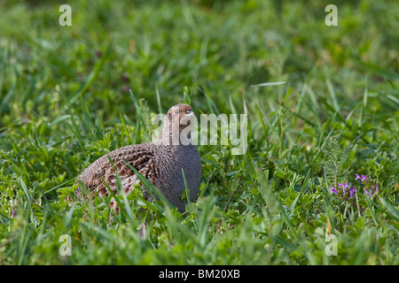 La Starna (Perdix perdix) femmina in campo, Germania Foto Stock