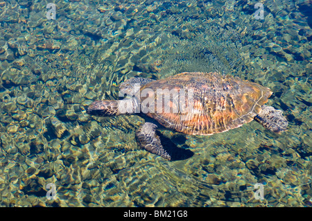 Satoalepai turtle pool, Savaii Island, Samoa Occidentali, South Pacific Pacific Foto Stock