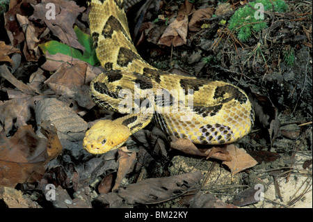 Legni orientali Rattlesnake Crotalus horridus Southeastern USA Foto Stock