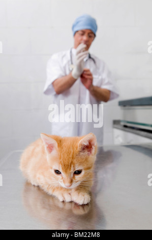 Gatto seduto con un vet in background Foto Stock