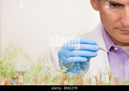 Scienziato ricerca su impianti in un laboratorio Foto Stock