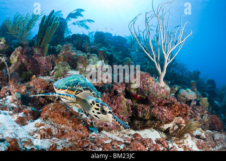 Atlantic tartaruga embricata (Eretmochelys imbricata imbricata) nuoto su un tropical Coral reef in Bonaire, Antille olandesi. Foto Stock