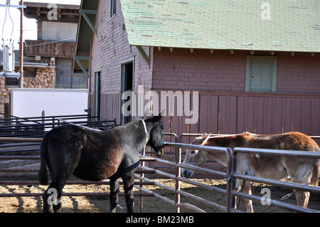 Muli, Grand Canyon, Arizona, Stati Uniti d'America Foto Stock