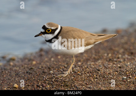 Piccolo per adulti di inanellare Plover (Charadrius dubius), Lesbo,), Grecia Foto Stock