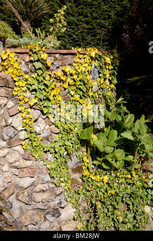 Hedera helix (Common Ivy) che ha formato un colore giallo attraverso le cause naturali Foto Stock