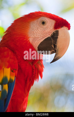 Scarlet Macaw, Roatan, isole di Bay, Honduras Foto Stock