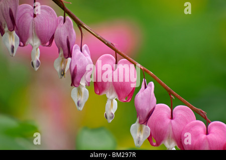 Dicentra spectabilis / di Venere (auto Dicentra spectabilis), nativo di Asia, in giardino, Belgio Foto Stock