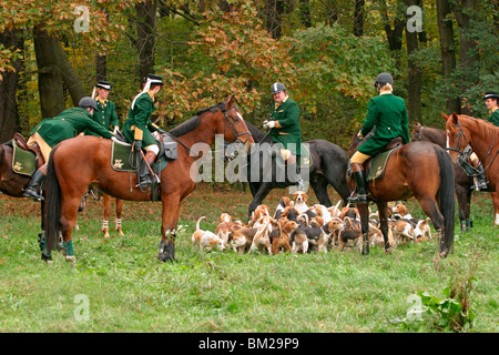 Fuchsjagd mit Beaglemeute / fox hounting con beagle mob Foto Stock