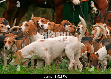 Fuchsjagd mit Beaglemeute / fox hounting con beagle mob Foto Stock