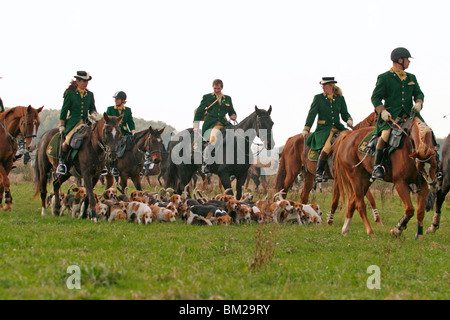 Fuchsjagd mit Beaglemeute / fox hounting con beagle mob Foto Stock