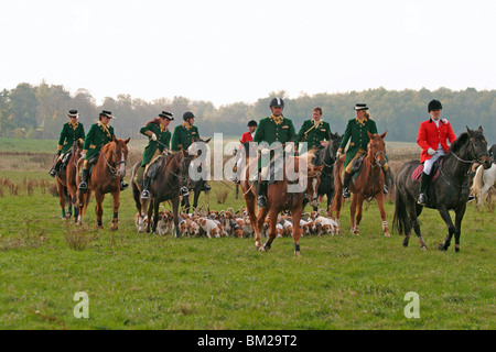 Fuchsjagd mit Beaglemeute / fox hounting con beagle mob Foto Stock