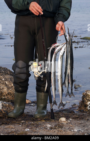 Pescatore femmina con catturato Aguglia (Belone belone), Germania Foto Stock