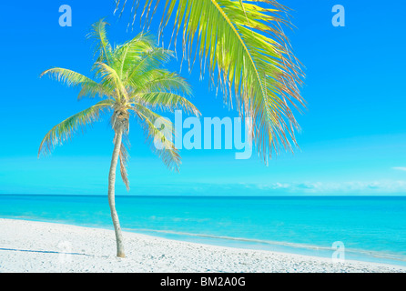 Palm tree su George Smathers Beach, Key West, Florida, Stati Uniti d'America Foto Stock
