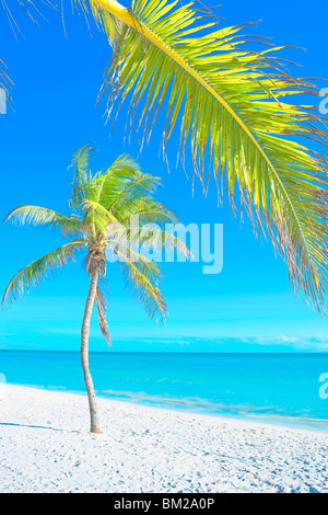 Palm tree su George Smathers Beach, Key West, Florida, Stati Uniti d'America Foto Stock