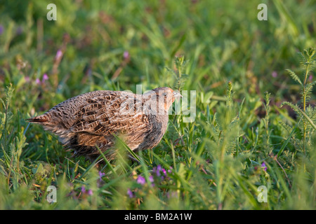 La Starna (Perdix perdix) femmina in campo, Germania Foto Stock