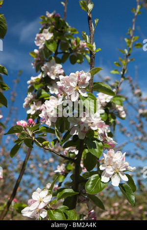 Regno Unito, Inghilterra, Herefordshire, Putley Dragon Orchard, sidro di mela ramo di albero in fiore in maggio contro il cielo blu Foto Stock