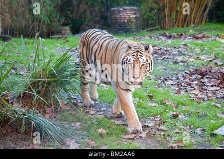 Orlando, FL - Jan 2009 - tigre asiatica (Panthera tigris) passi nel display al Regno degli Animali di Disney in Orlando Florida Foto Stock