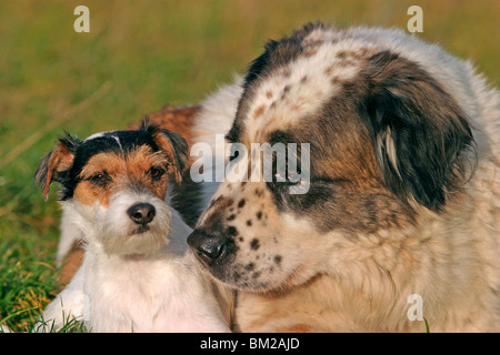 Moskauer Wachhund / Mosca Watchdog & Parson Russell Terrier ritratto Foto Stock