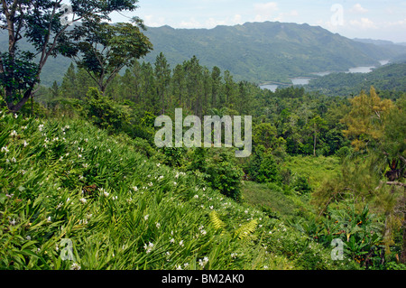 Una banca di butterfly lillies affacciato sul serbatoio Hanabanilla nelle montagne Escambray, Villa Clara, Cuba Foto Stock