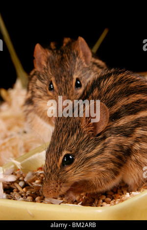 Streifenmäuse beim Fressen / mangiare i topi Foto Stock