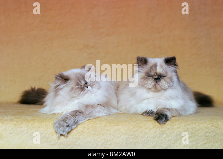 Perserkatzen liegende / giacente gatti persiani Foto Stock