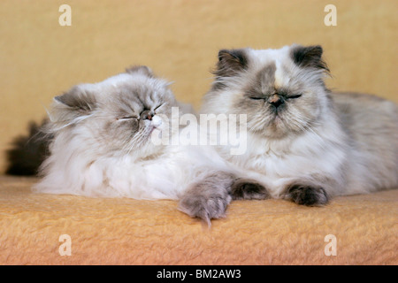 Perserkatzen liegende / giacente gatti persiani Foto Stock