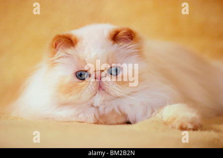 Liegende Perserkatze / giacente gatto persiano Foto Stock