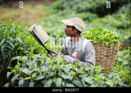 Collettore di tè in una piantagione di tè, BOH Sungai Palas Tea Break, Cameron Highlands, stato di Perak, Malaysia, sud-est asiatico Foto Stock