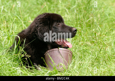 Fare Khyi Welpe / Tibetan Mastiff cucciolo Foto Stock