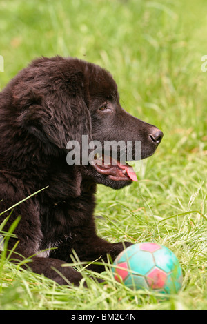 Fare Khyi Welpe / Tibetan Mastiff cucciolo Foto Stock